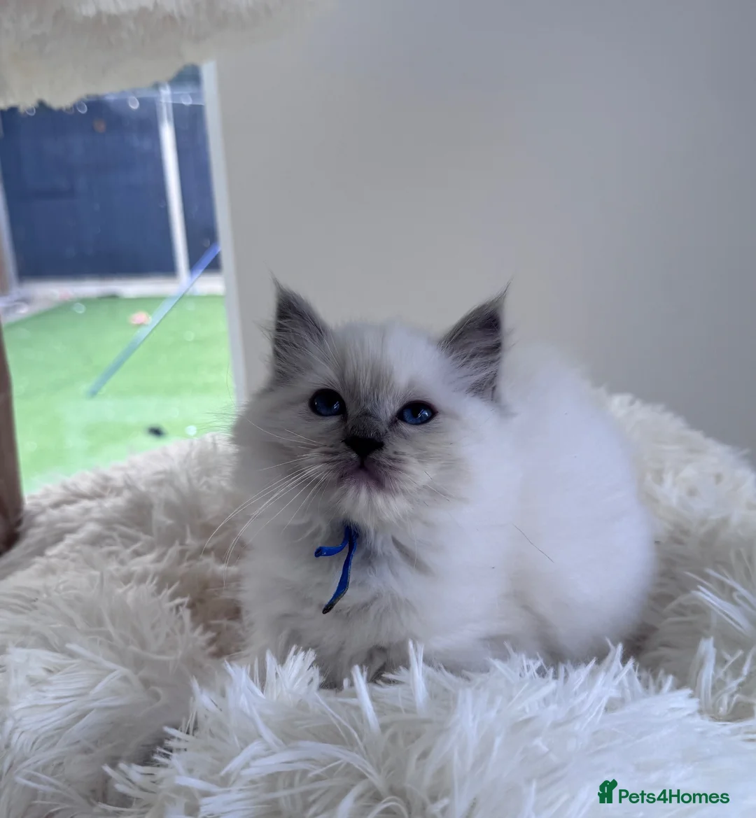 Ragdoll cats for sale: ✨ Beautiful GCCF Registered Ragdoll Kittens ✨ - Advert 40