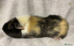 Guinea Pig rodents for sale: Various male teddy Guineapigs for sale  - Advert 10