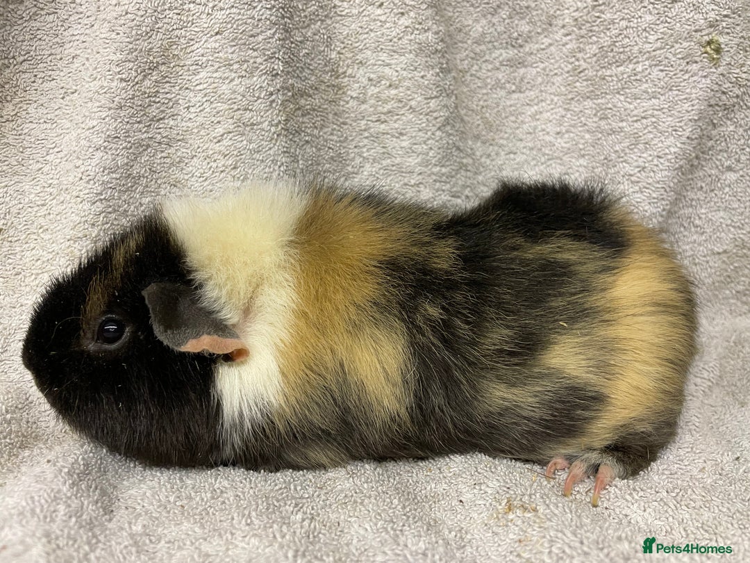 Guinea Pig rodents for sale: Various male teddy Guineapigs for sale  - Advert 10