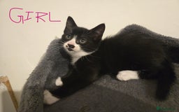Mixed Breed cats for sale: 4 Kittens for sale  - Image 11