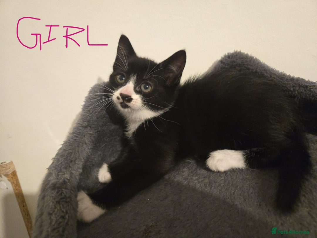 Mixed Breed cats for sale: 4 Kittens for sale  - Image 11