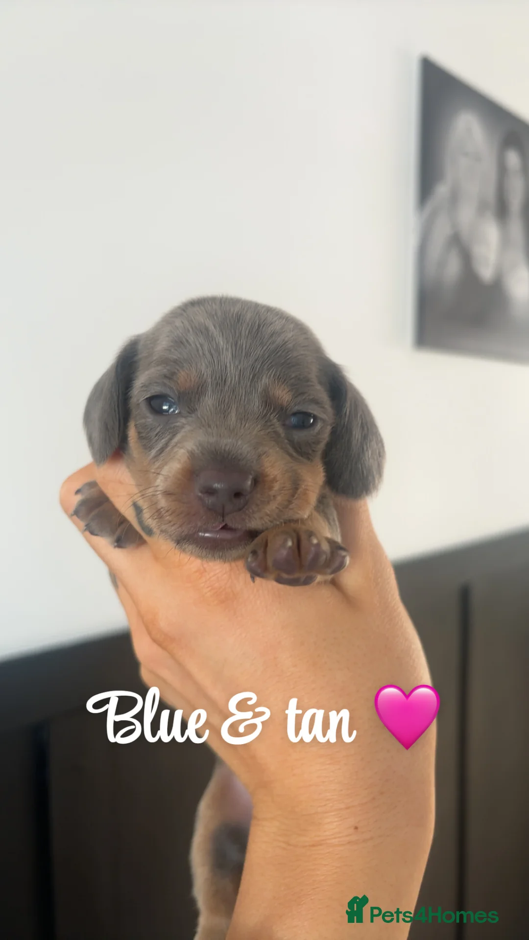 Miniature Dachshund dogs for sale: Miniature smooth haired dachshund  - Advert 4