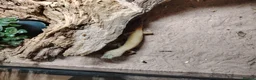 Gecko reptiles for sale: Leopard gecko  in Hounslow - Advert 4