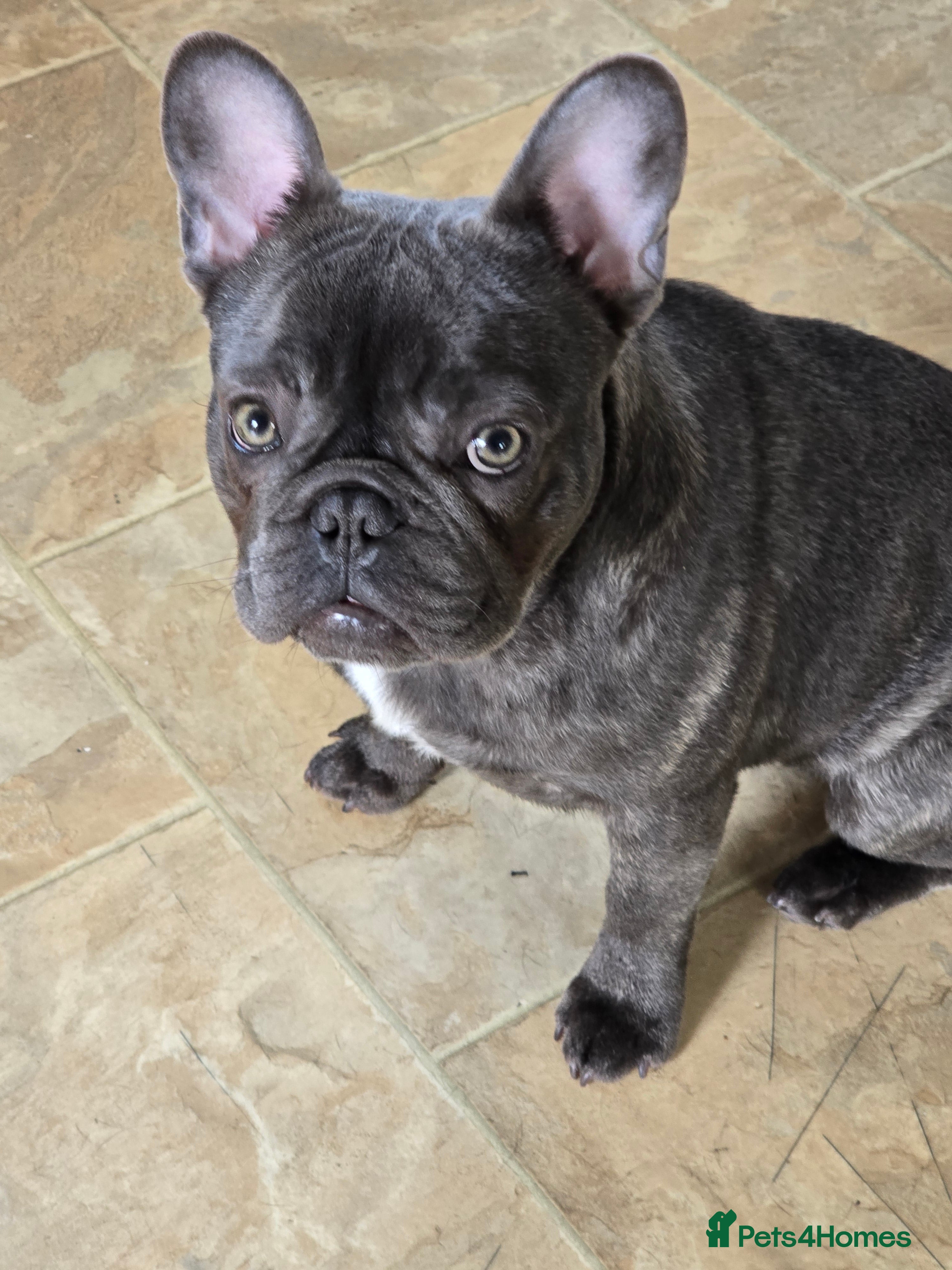French Bulldog dogs French bulldog in Bradford - Advert 1