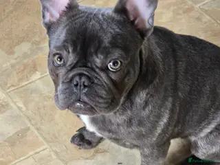 French Bulldog dogs French bulldog in Bradford - Advert 2