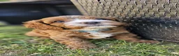 Cavapoo dogs for sale: Cavapoo puppies (toy)DNA CLEAR - Advert 16