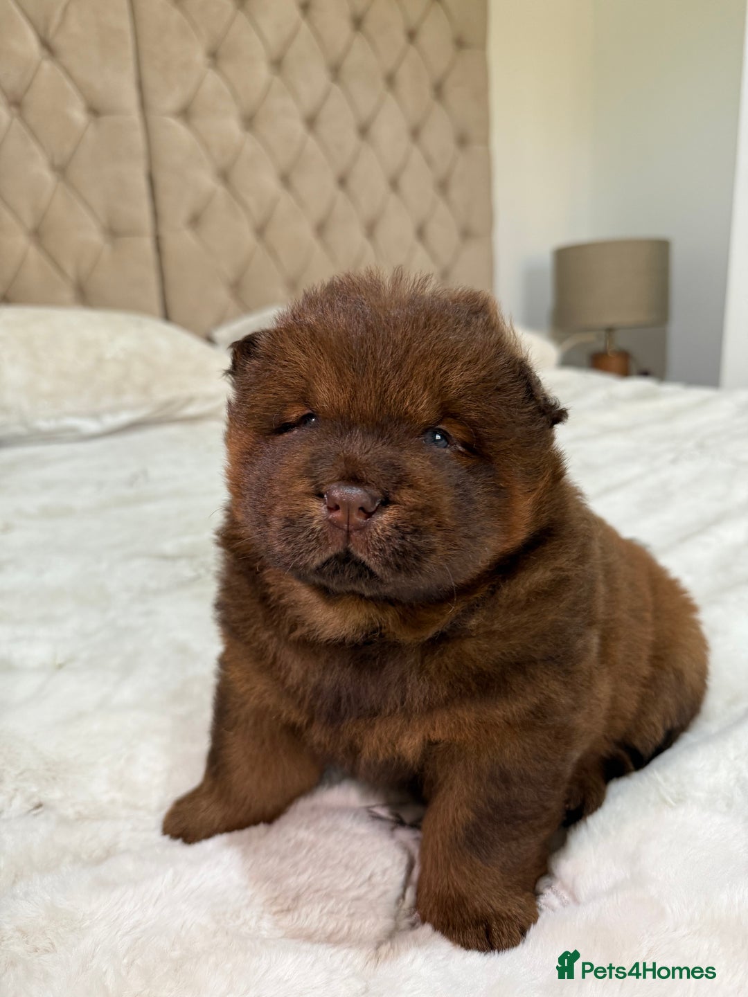 Chow Chow dogs for sale: Beautiful chow litter KC registered 🧬💜🍫 - Advert 19