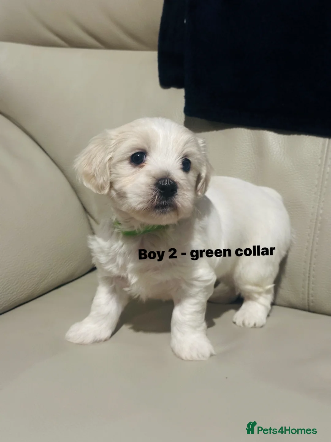 Maltese dogs for sale: Pure Maltese puppies p1  - Advert 6