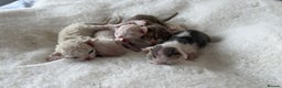 Devon Rex cats for sale: Adult champions Active registered GCCF - Advert 4