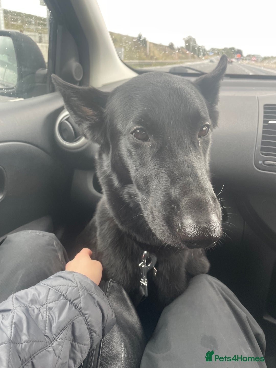 Belgian Shepherd Dog dogs for sale: Stunning Belgian Malinois bitch- absolute bargain  - Image 6