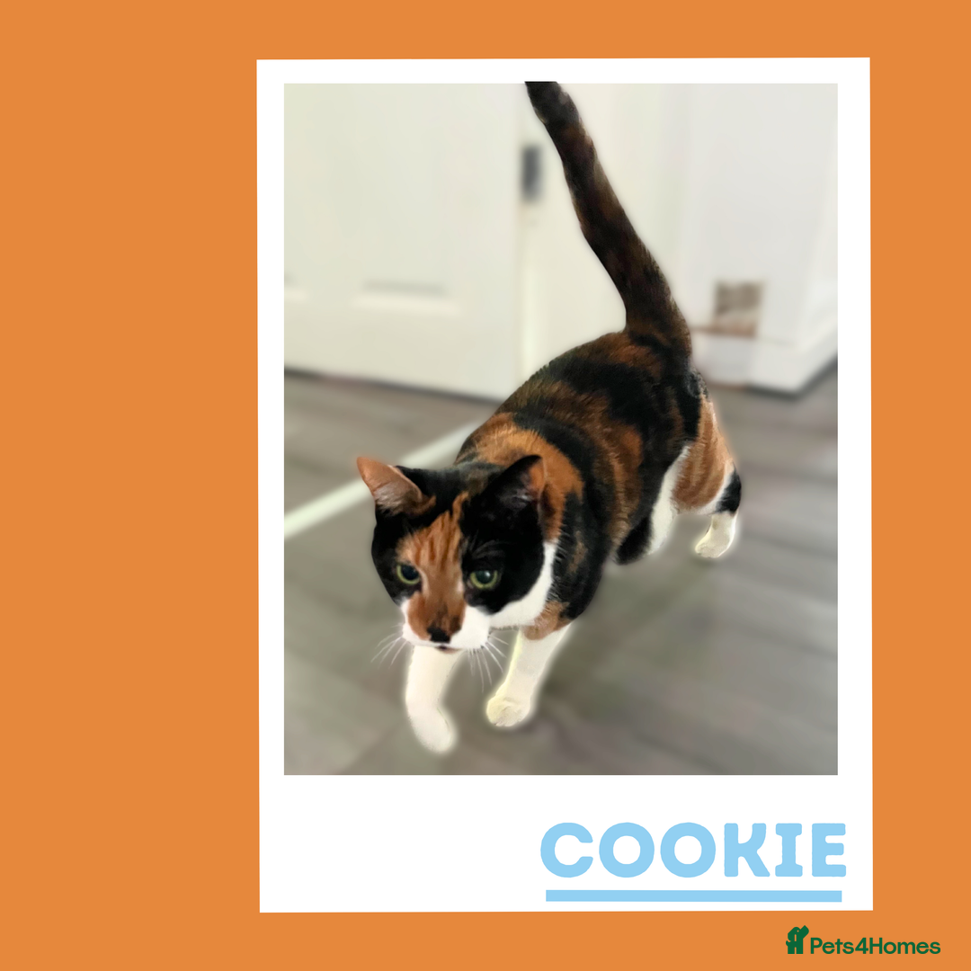 Mixed Breed cats for adoption: Cookie is in Search of Peace & Cushions - Image 2