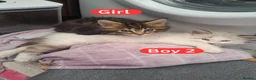 Mixed Breed cats for sale: 💜3 beautiful kittens Maine coon mix Ragdoll  🍭 - Advert 7