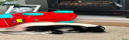 Ferret rodents for sale: Skunk male - Advert 2