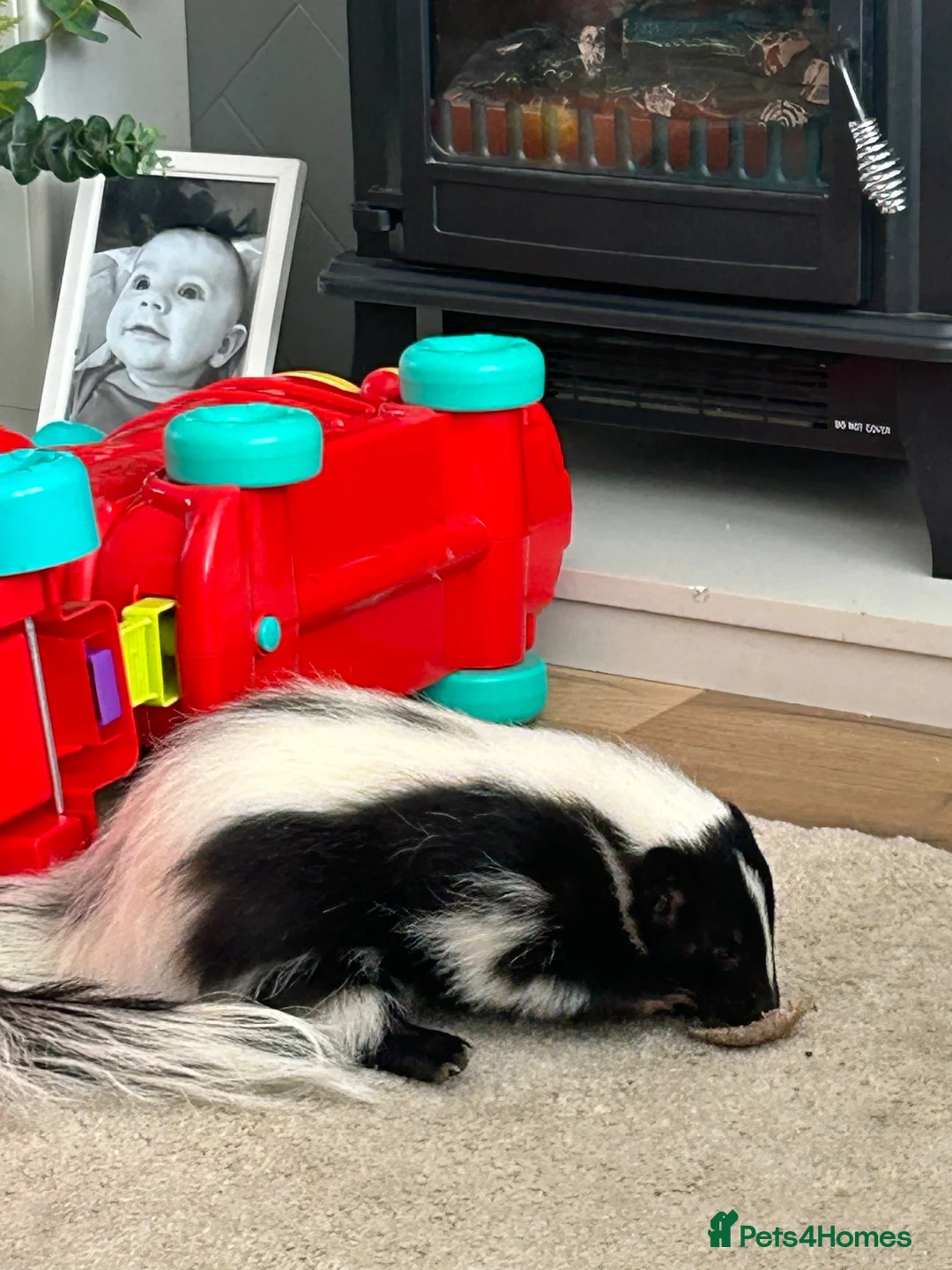 Ferret rodents for sale: Skunk male - Advert 2