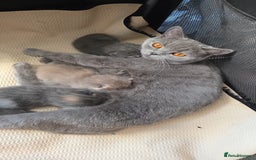 Mixed Breed cats for sale: Red point Ragdoll X Blue British Shorthair - Image 16