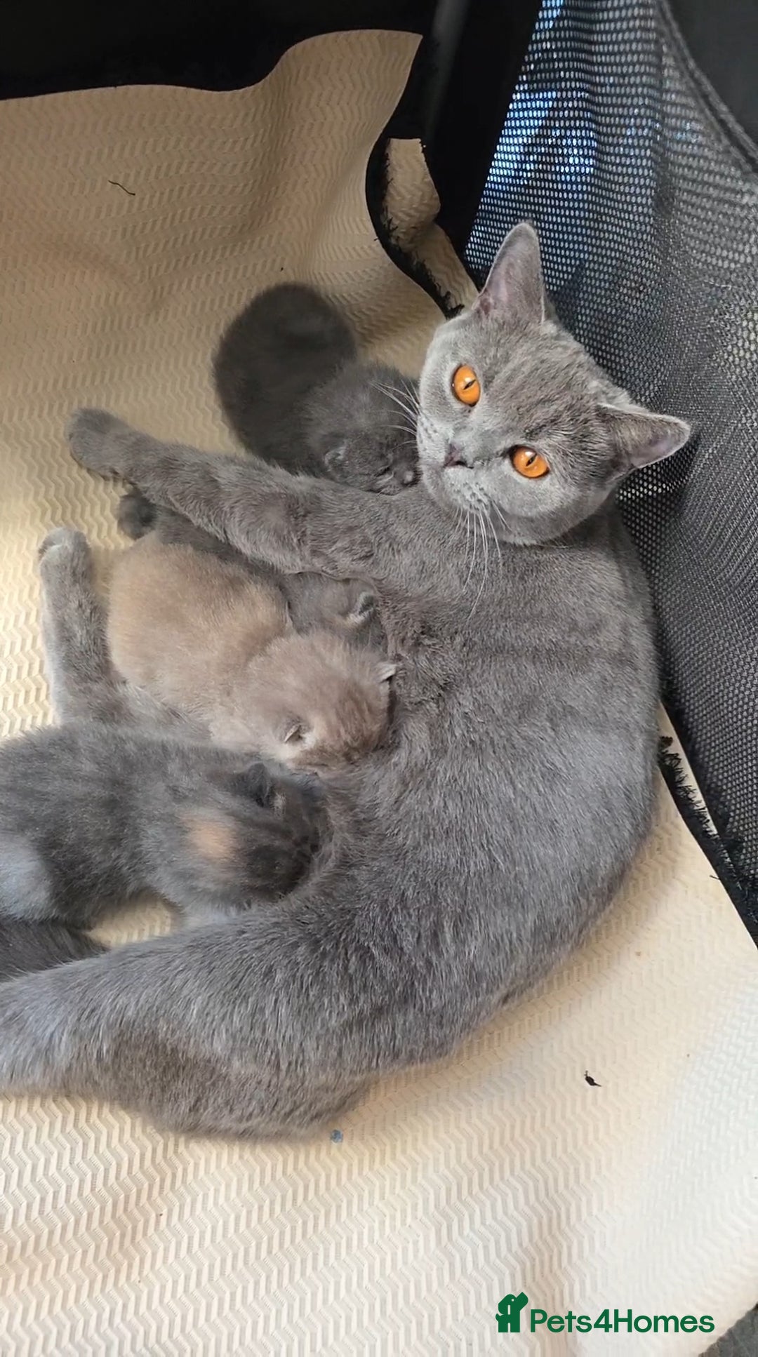 Mixed Breed cats for sale: Red point Ragdoll X Blue British Shorthair - Image 16