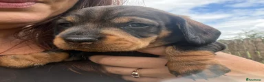 Dachshund 3