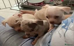 Chihuahua dogs for sale: Absolutely stunning chihuahua puppies  - Image 6