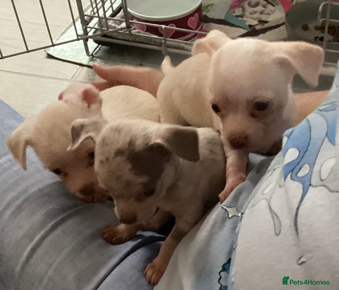 Chihuahua dogs for sale: Absolutely stunning chihuahua puppies  - Image 6