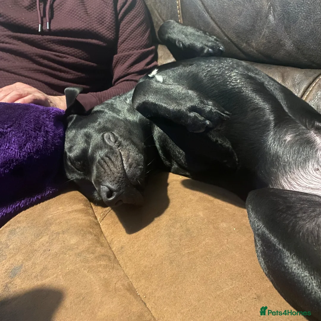 Mixed Breed dogs for sale: Staffador  in Didcot - Advert 2