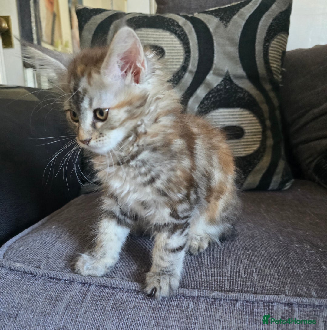 Maine Coon cats for sale: Maine coon kittens  - Image 27