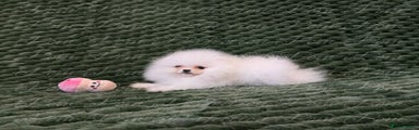 Pomeranian Puppy 1