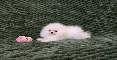 Pomeranian dogs - Advert 11