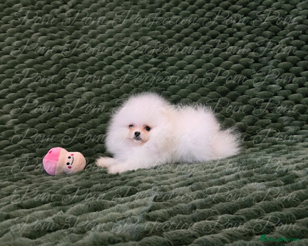 Pomeranian dogs for sale: Gorgeous Teddy bear Pomeranian puppies  - Image 3