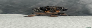 Dachshund 2