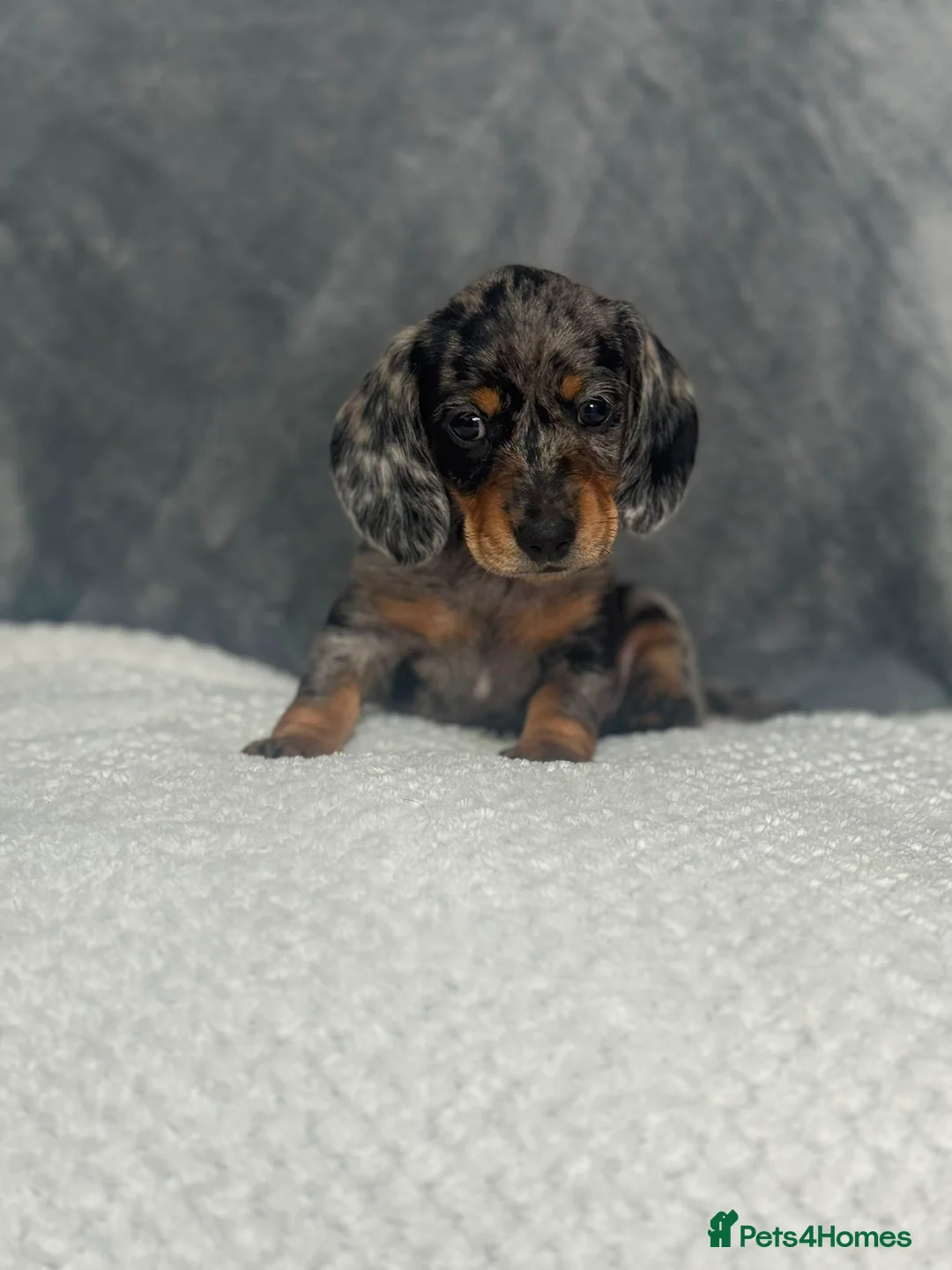 Dachshund dogs for sale: 2 beautiful female dashounds  - Advert 2