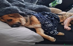 German Shepherd dogs for sale: 2 yr old male German shepherd  - Image 3