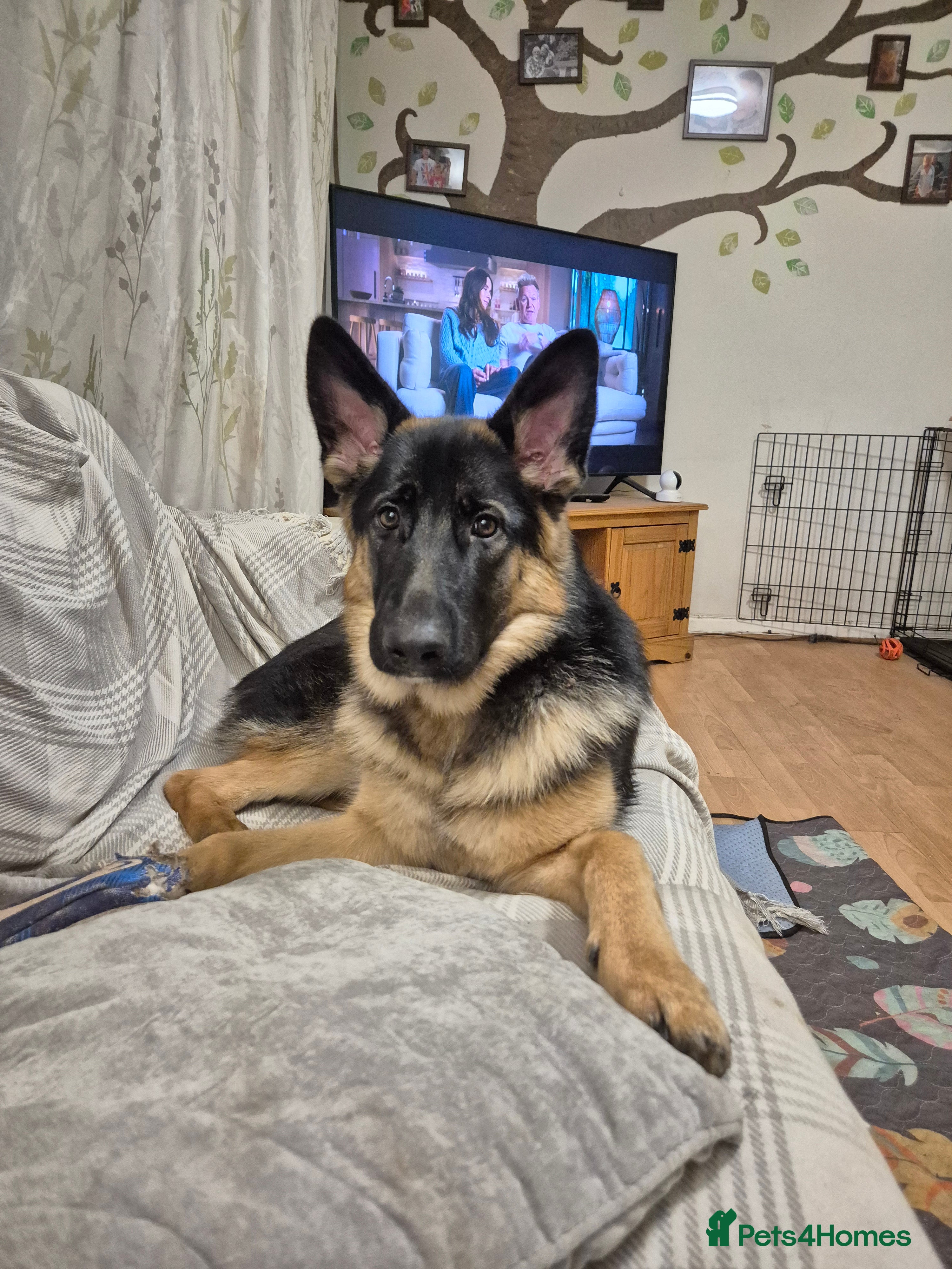 German Shepherd dogs 7 month old female German shepherd  - Advert 1