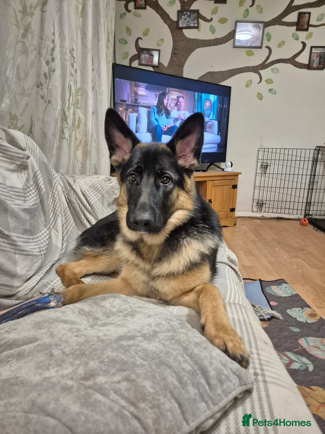 German Shepherd dogs for sale: 7 month old female German shepherd  - Advert 1