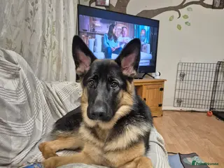 German Shepherd dogs 7 month old female German shepherd - Advert 10