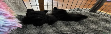 Scottish Terrier Puppy 2