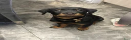 Rottweiler dogs for sale: Rottweiler female pup - Advert 6