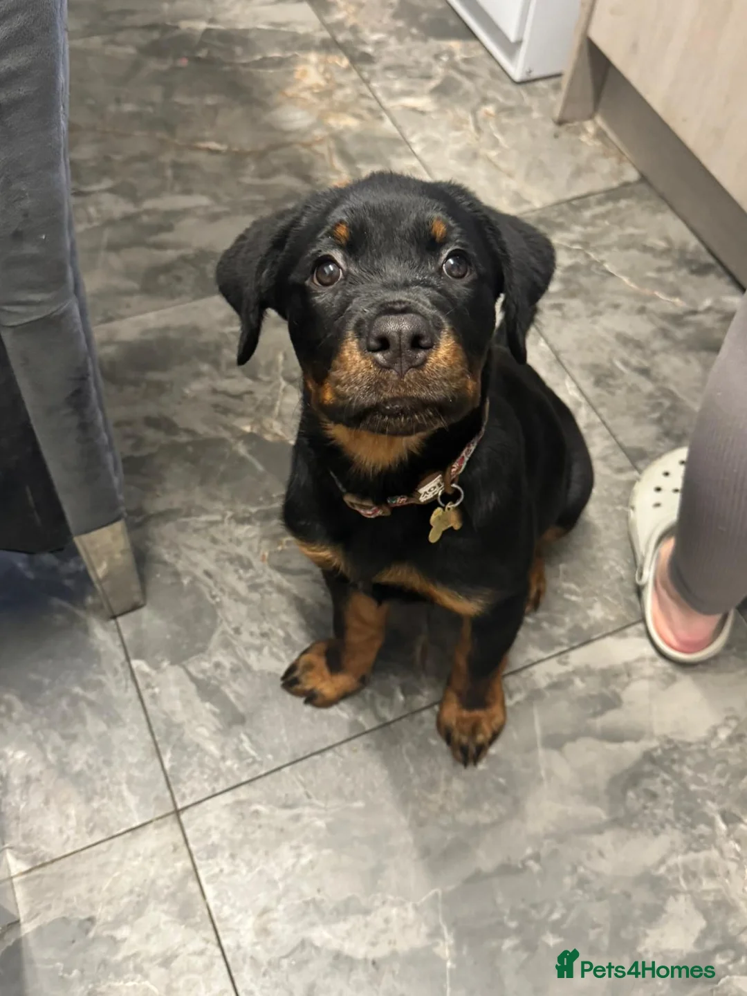 Rottweiler dogs for sale: Rottweiler female pup - Advert 6