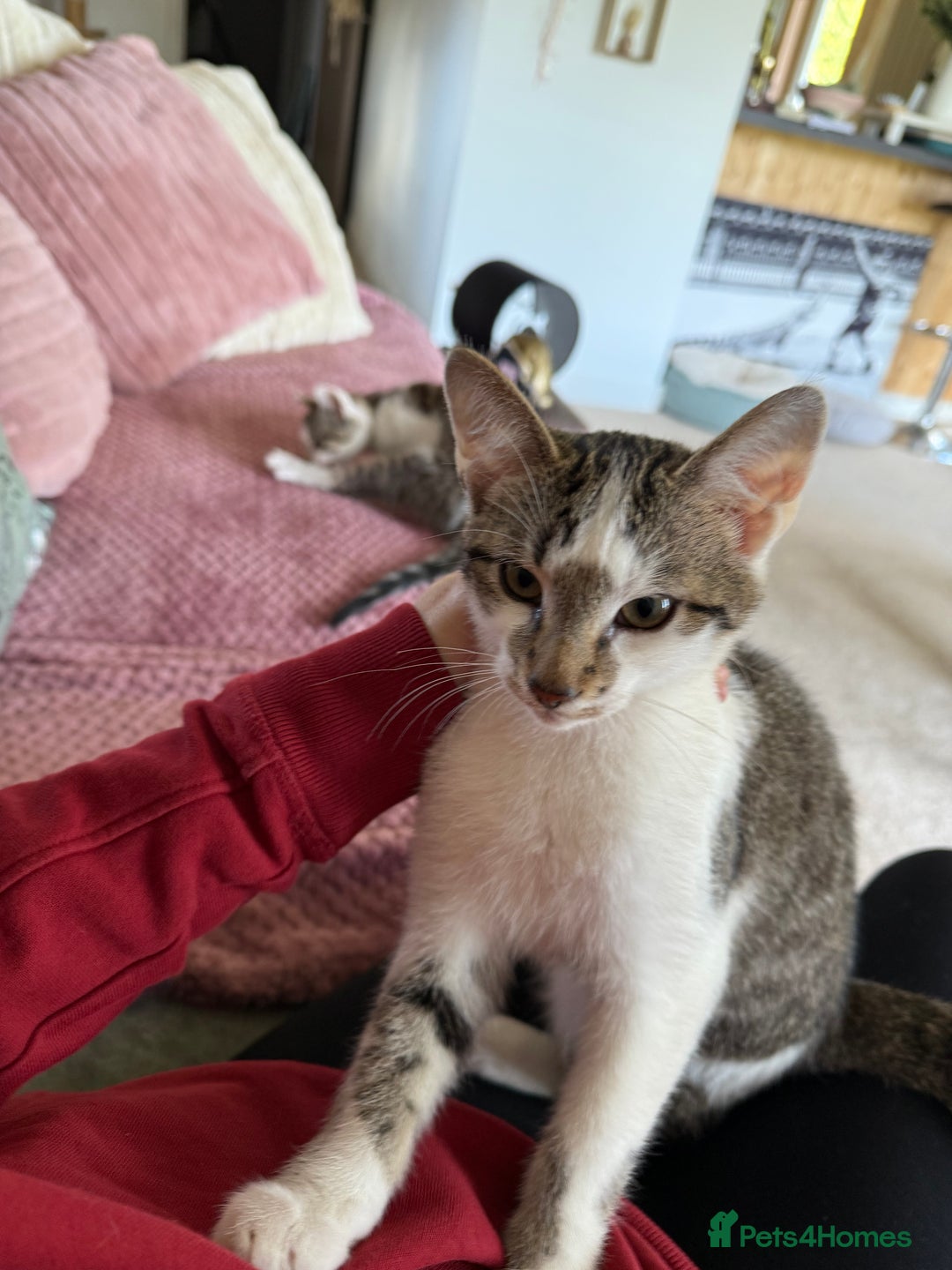 Mixed Breed cats for sale: 2 Babies Left! Waiting For Their Forever Home - Image 3