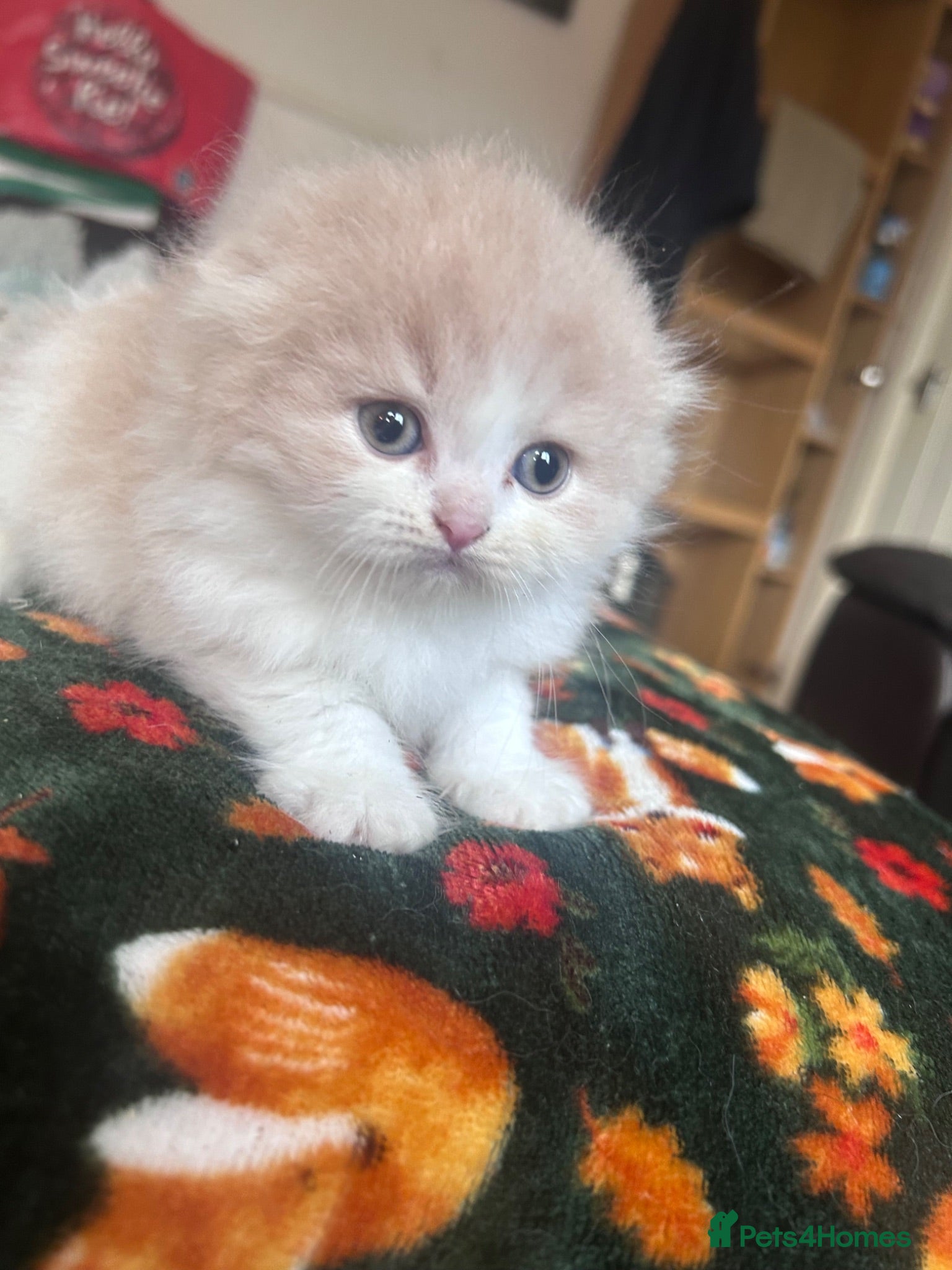 Scottish Fold cats Scottish fold kittens - Advert 4