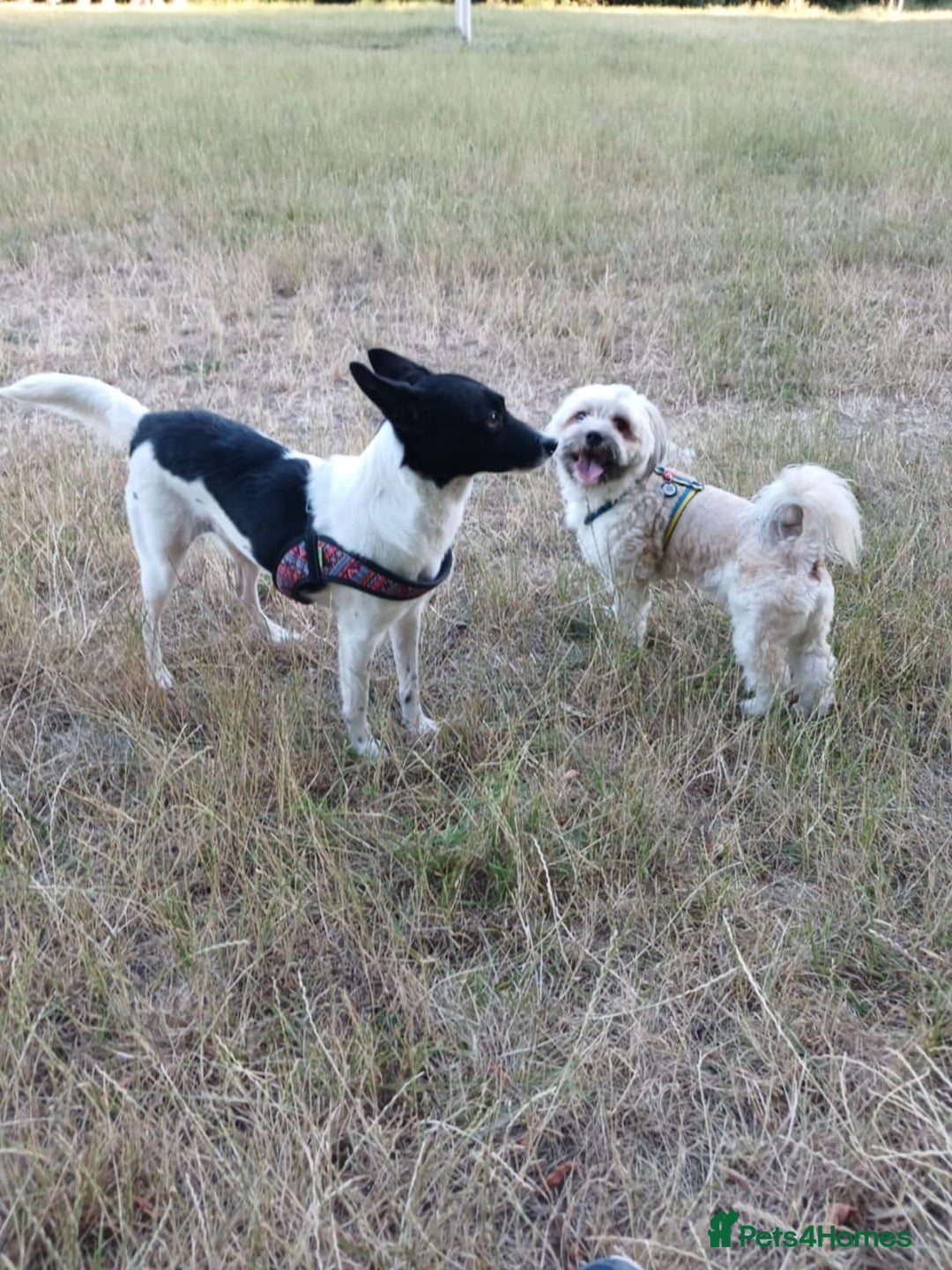 Mixed Breed dogs for adoption: 💖🐶 ELZA 🐶💖 - Image 20