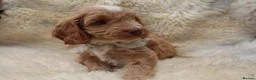 Cockapoo dogs for sale: FI CHAMPAGNE AND WHITE  MALE FROM 5* BREEDER - Advert 17