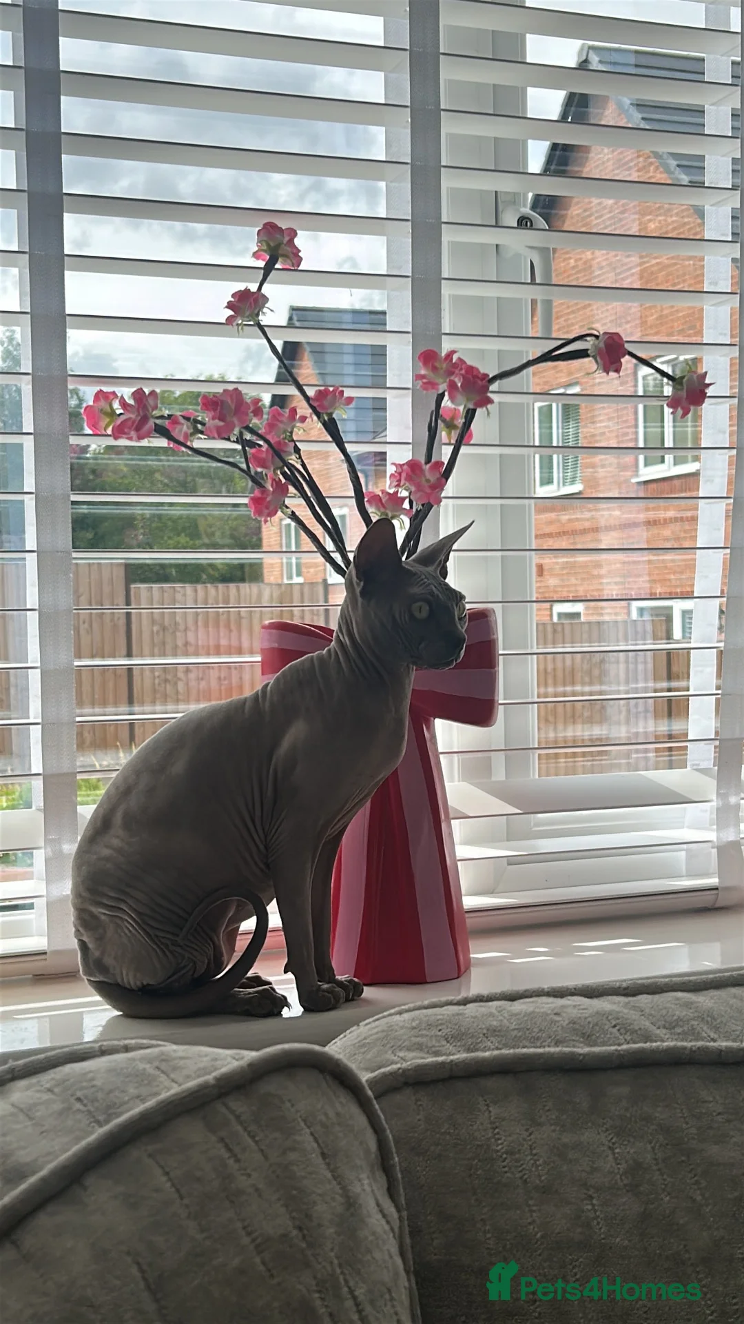 Sphynx cats for sale: Female sphynx cat  in Chesterfield - Advert 1