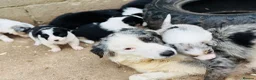 Border Collie dogs for sale: Gorgeous collie pups - various colours  - Advert 5