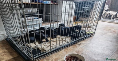 Doxiepoo dogs in Doncaster - Advert 3