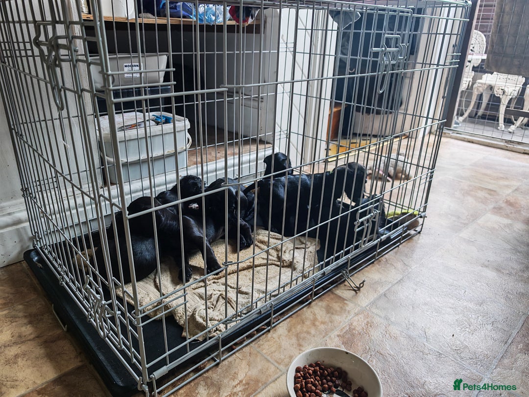 Doxiepoo dogs for sale: 3 Boys remaining and bags packed  in Doncaster - Image 5