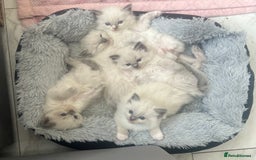 Ragdoll cats for sale: Purebred Blue Point Ragdoll Kittens 🐾 - Image 10