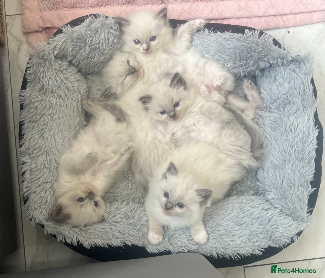 Ragdoll cats for sale: Purebred Blue Point Ragdoll Kittens 🐾 - Image 10