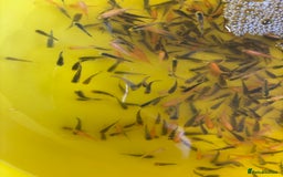 Koi Carp fish for sale: Beautiful koi fry BATCH 3 1-1.5 inch’s  - Image 3