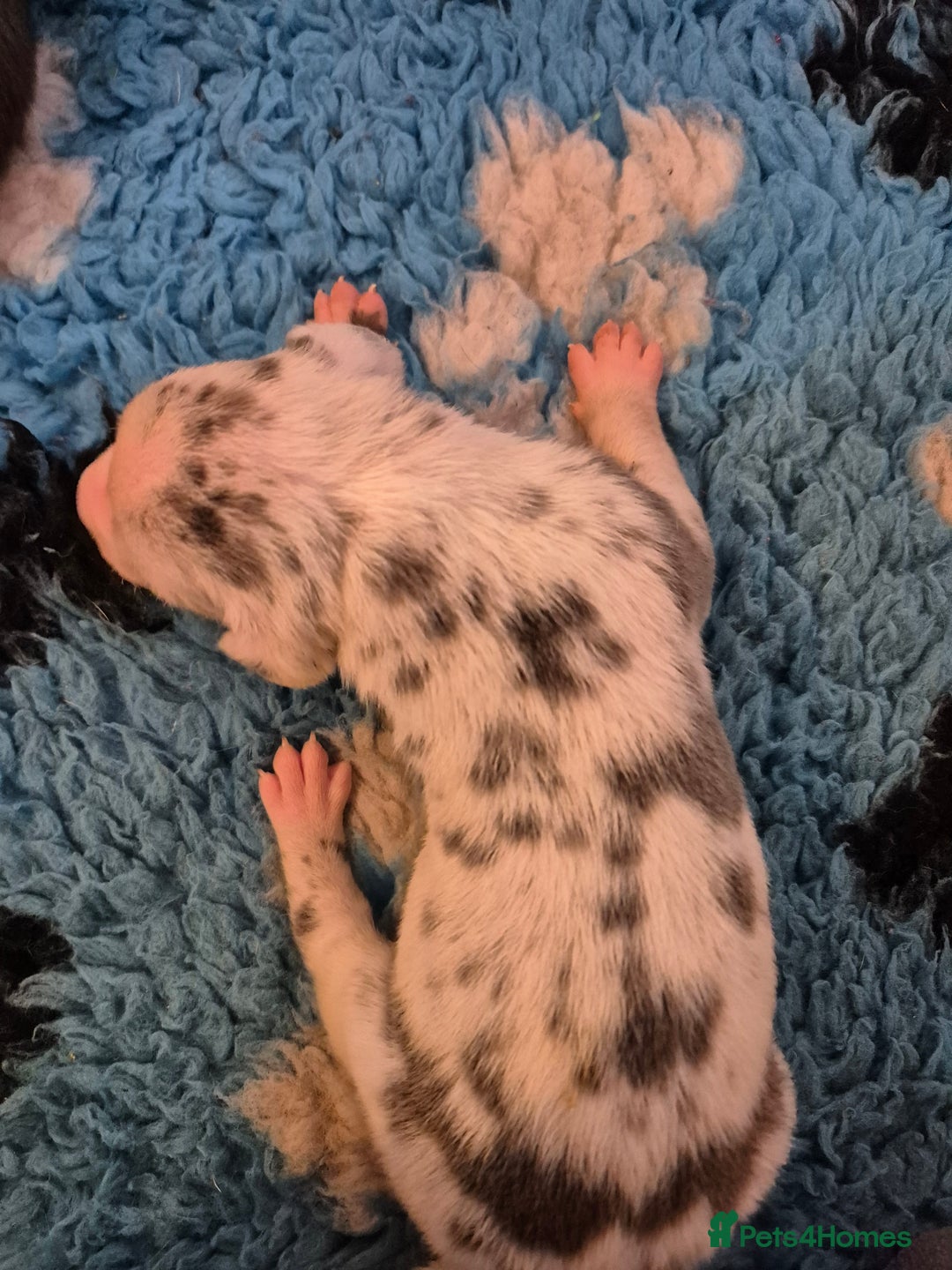 Great Dane dogs for sale: Pedigree Great Dane babies  - Advert 13