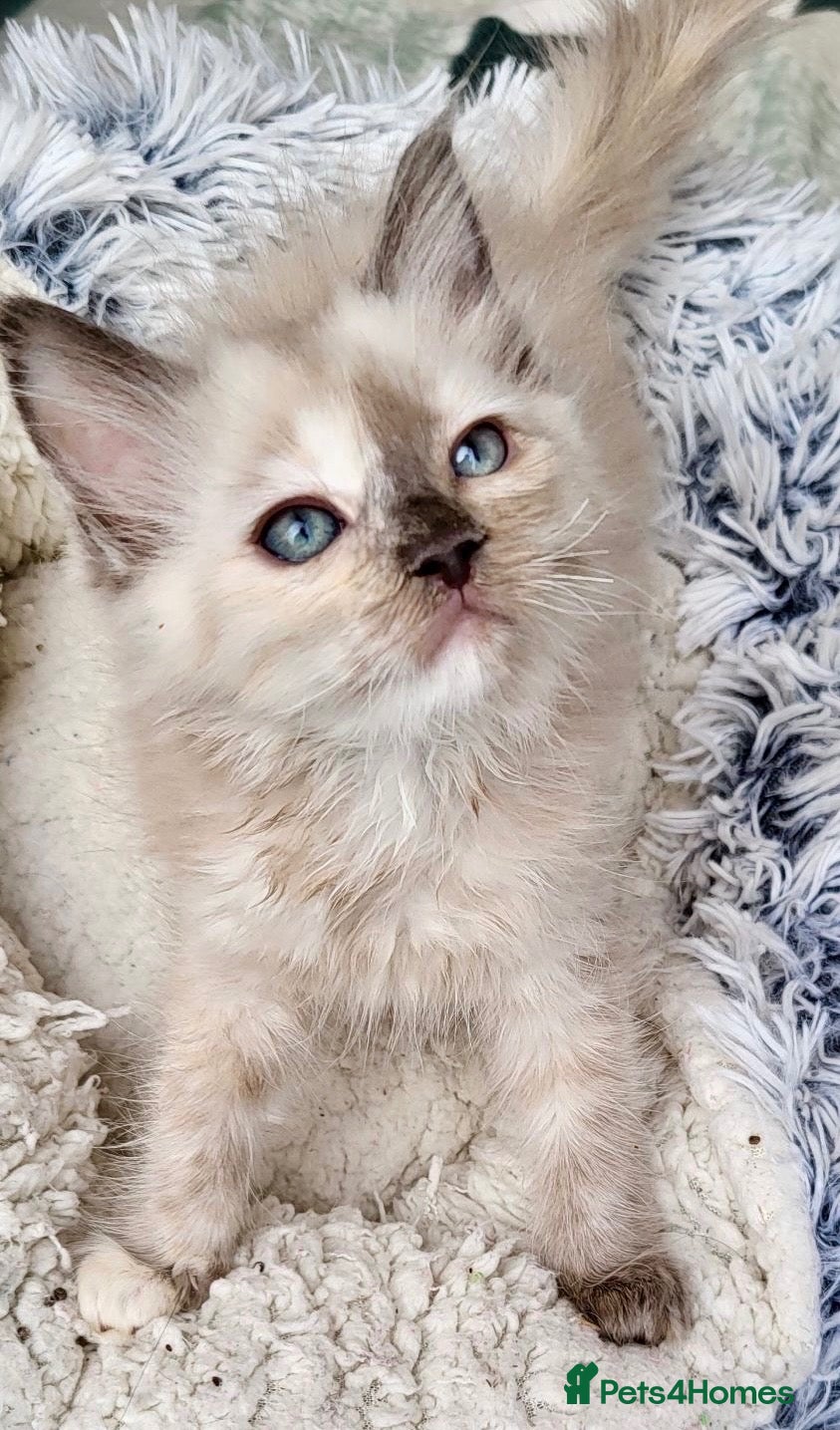 Ragdoll cats Tortie,Seal and Blue full pedigree  - Advert 16